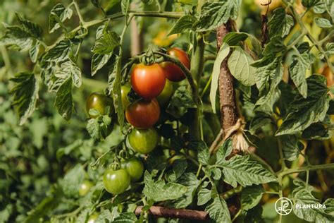 Tomaten D Ngen Wann Wie Womit Plantura