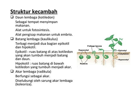 Solution Bab Pertumbuhan Dan Perkembangan Studypool