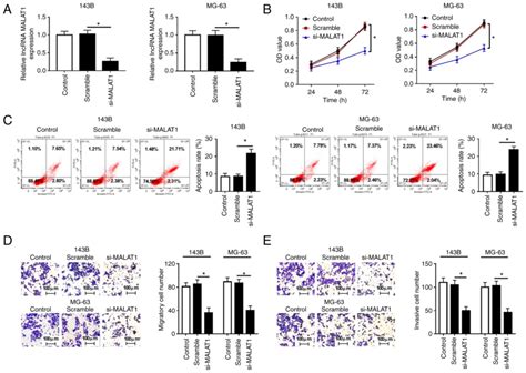 Long Non‑coding Rna Malat1 Promotes Cell Proliferation Migration And