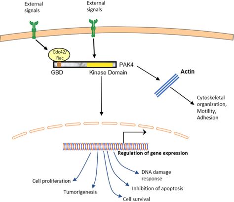 The Role Of Pak In Cell Signaling External Signals Initiate The