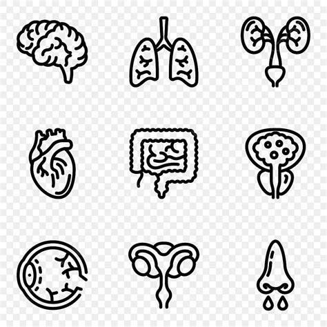 Human Organs Line Icons Pack Icons Pack Line Icons Human Icons Png