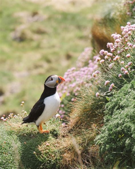 Discover Scotland S Marvels Three Isles Tour Mull Staffa And Iona