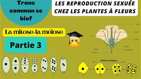 Tronc commun sc biof la reproduction sexuée chez les plantes à fleurs