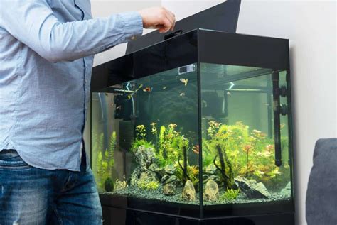 Pourquoi Choisir Un Aquarium D Eau De Mer Plut T Qu Un Aquarium D Eau