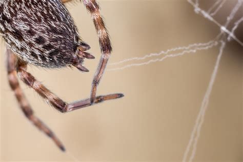 Badumna Longinqua Grey House Spider Southern Alps Photography