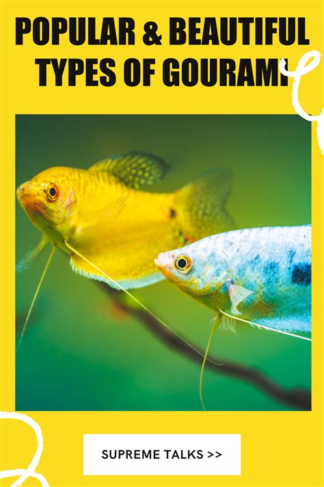 POPULAR & BEAUTIFUL TYPES OF GOURAMI | Beautiful fish, Fish, Aquarium fish