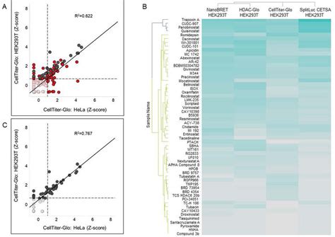 Phenotypic Cell Viability Outcomes Do Not Correlate With Hdac