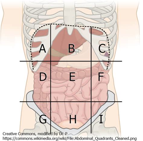 Introduction To Human Anatomy Physiology Flashcards Quizlet