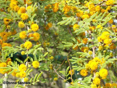 Huisache flowers (c) Donna Sanders | Central Texas Gardener