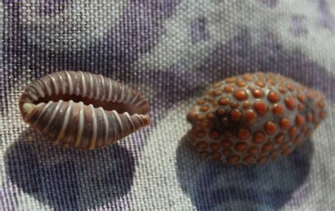 Jenner s cowry from I El Piojo San Quintín B C México on October