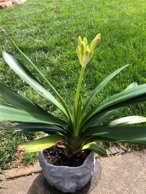 Plantfiles Pictures Clivia Bush Lily Fire Lily Natal Lily Kaffir