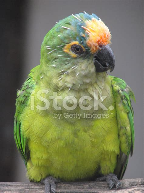 amazon parrot stock photo royalty  images freeimages