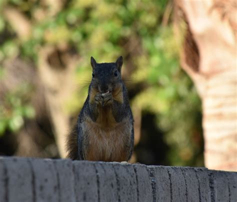 Female Squirrel Free Stock Photo Public Domain Pictures