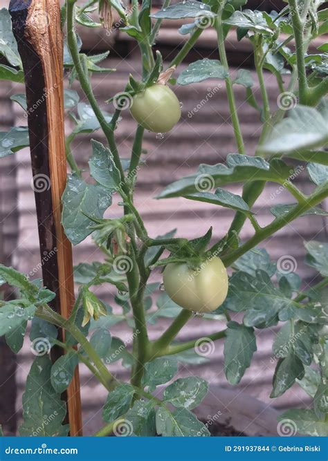 Baby Tomatoes Stock Photo Image Of Tomato Tree Plant 291937844