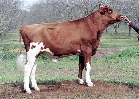 Reality-Red | Triple-Hil Sires