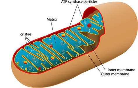 Process Of Cellular Respiration Ck 12 Foundation