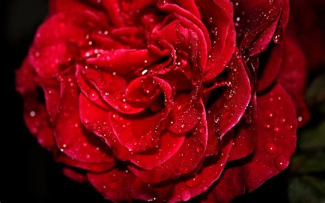 1080p Rose Wallpaper Wide Screen Wallpaper 1080p2k4k