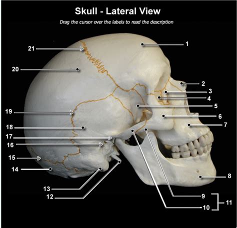 Lab Study Guide Exam 2 Skeletal System Skull Lateral View Diagram