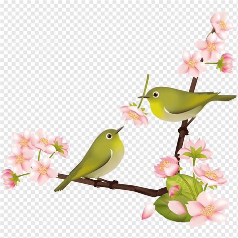 Cherry blossom Japanese white eye Japanese bush warbler Bird 鶯 色