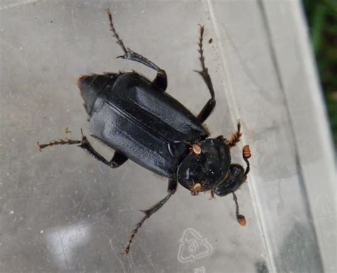 Do Moths Eat Beetles at Brigid Mcmichael blog