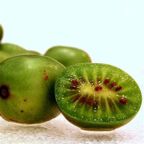 Buy Hardy Kiwi Seeds Online - Rarexoticseeds