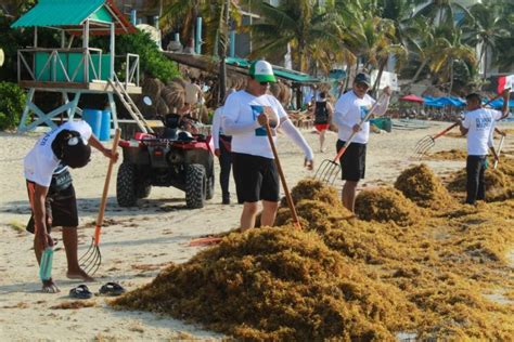 La Jornada Maya Quintana Roo La Jornada Maya Playa Primera Jornada De El Sargazo Nos