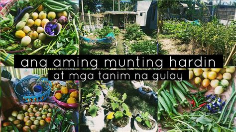 Ang Aming Munting Hardin At Mga Tanim Na Gulay Buhay Probinsya