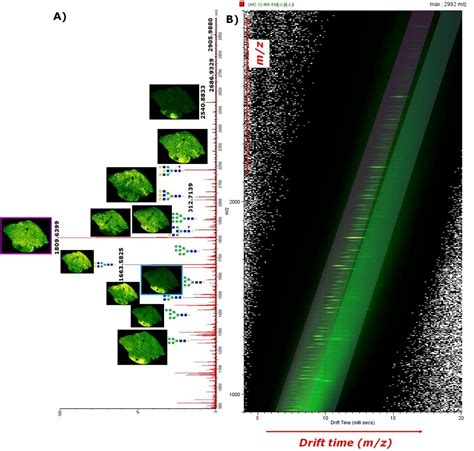 Advantages Of Ion Mobility For Maldi Imaging Of N Glycans From Tumor Bearing Ffpe Tissue In