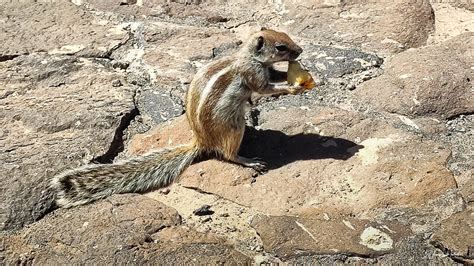 La Ardilla Majorera Una intrusa muy simpática Los Molinos Fuerteventura