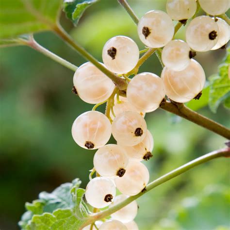 White Currant Bushes - Little Tree Farm