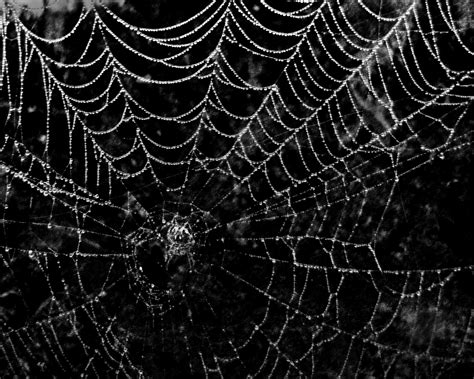 3107762 Spider Spiderweb 4k Wallpaper Images