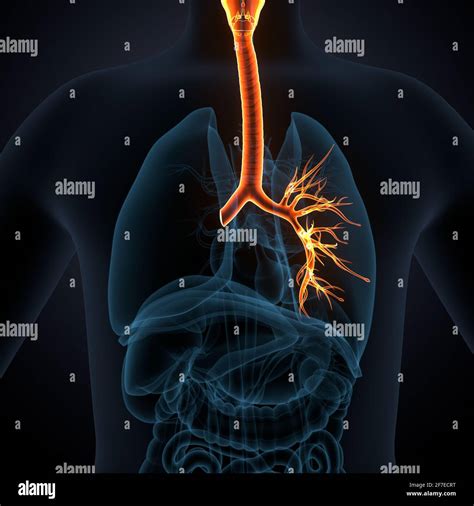 D Ilustraci N De La Anatom A De Los Pulmones Del Sistema Respiratorio