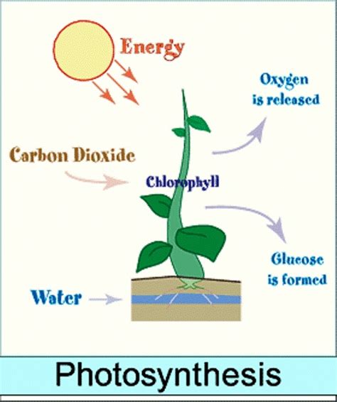 Structure And Function Of Chlorophyll