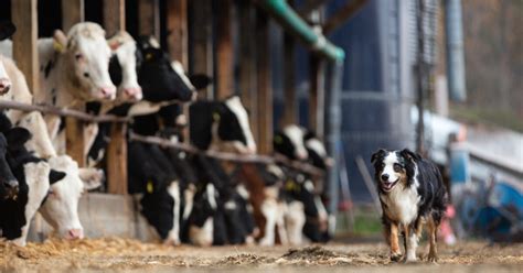 Farm Bureau Farm Dogs Of The Year Where Are They Now Focus On Ag