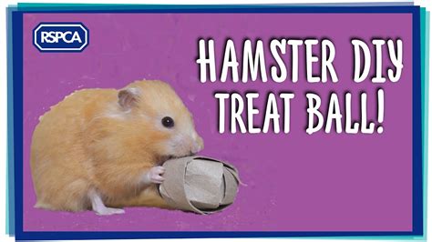 Homemade Chew Toys For Hamsters Wow Blog