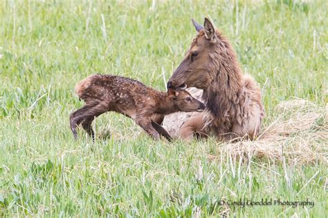 Baby elk attempting to stand. | Goeddel Photography | Cindy Goeddel ...