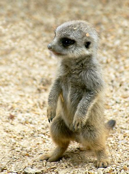 Meerkats! - Baby Animal Zoo