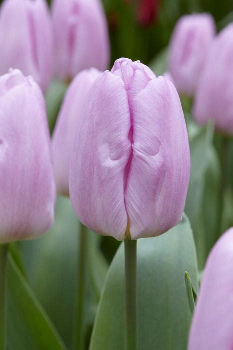 Tulipa Single Early Mystic Prince Tulip From Adr Bulbs