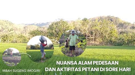 AKTIFITAS PETANI MERAWAT TANAMAN DI SAWAH MIKUL GEMBRENG YouTube