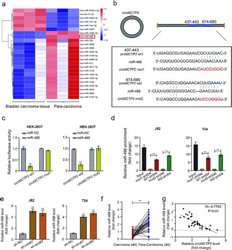 Circmctp Facilitates Bc Tumor Growth In Vivo A Nude Mice Were