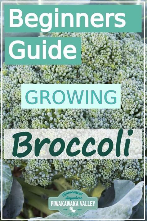 The Beginners Guide To Growing Broccoli In The Vegetable Garden Artofit