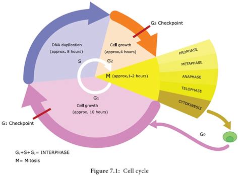 Phases Of Cell Cycle Diagram