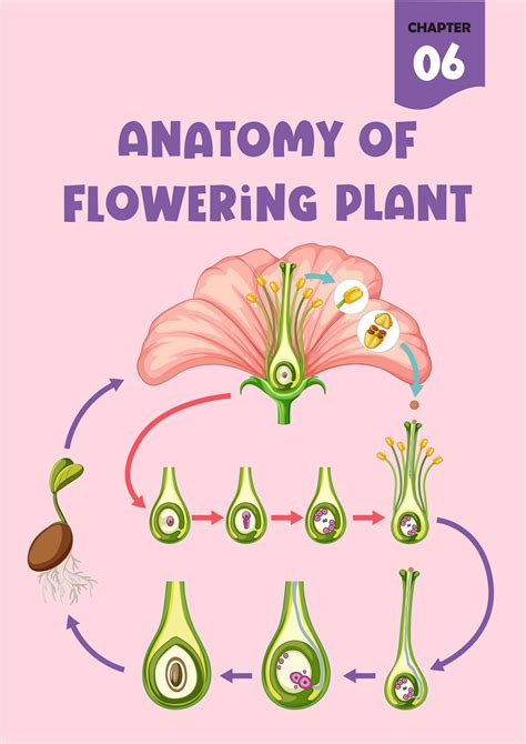 Solution Anatomy Of Flowering Plant Studypool