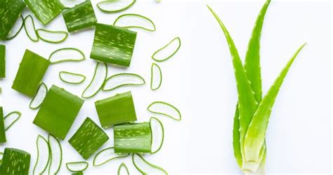 Aloe Verabenefits Side Effects And More Healthveda