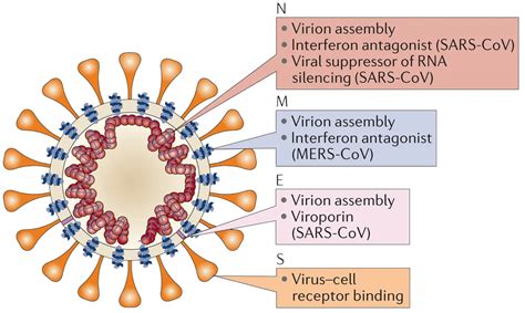 SARS CoV 2 And COVID 19 Creative Biostructure Coronavirus