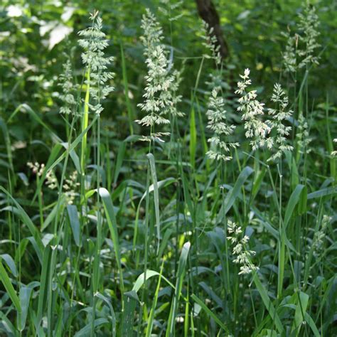 Reed Canarygrass Phalaris Arundinacea Weedwise Program