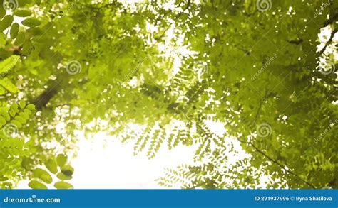 Looking Up Trees Blowing In The Wind Branch Of Tree Is Beautiful Bright Green Leaf And It Is