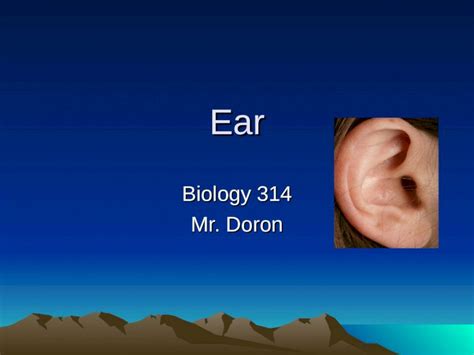 PPT Ear Biology 314 Mr Doron Featuring Function Of The Ear Anatomy