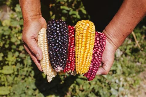 Aprender Acerca Imagen Propiedades Del Elote Cocido Abzlocal Mx