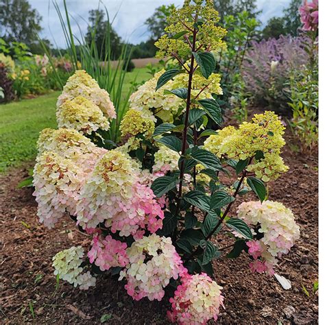 Hydrangea Pan FRAMBOISINE Pbr Rensam Vai Samarskaya Lidiya